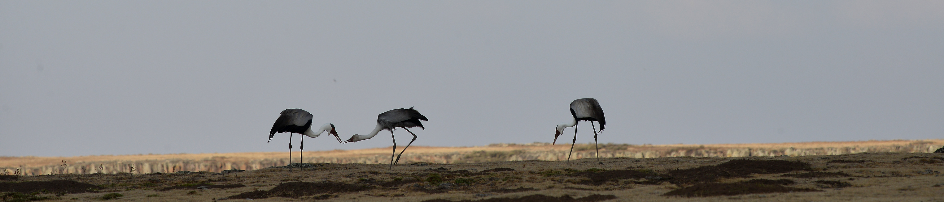 wattled-crane banner